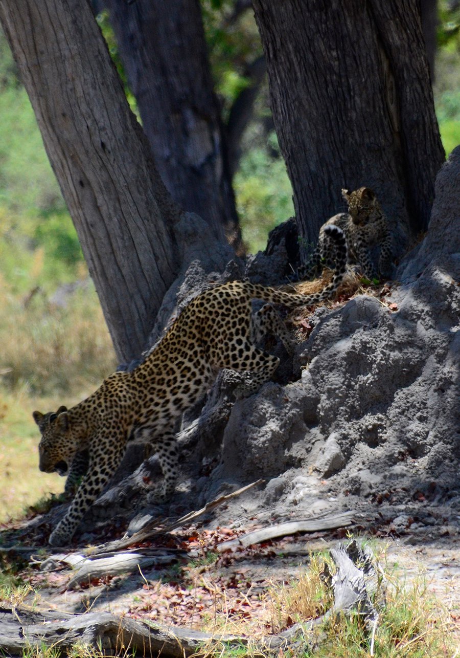 Safari landscape