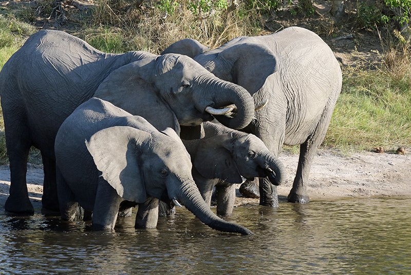 Elephants in Chobe National Park
