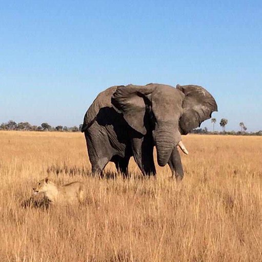 Safari landscape