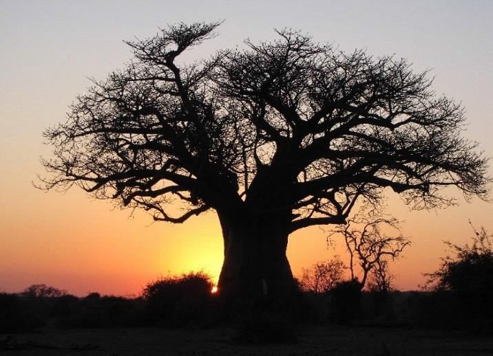 Traditional mokoro in the Okavango Delta