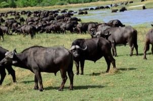 Birdwatching in the Okavango Delta