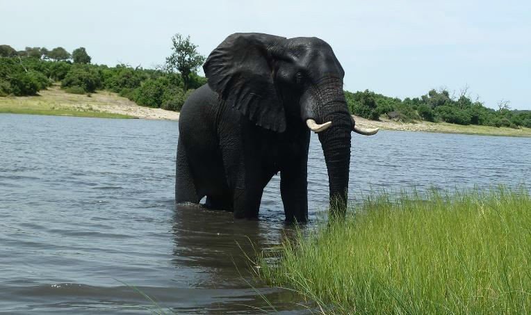 Safari game drive in Botswana