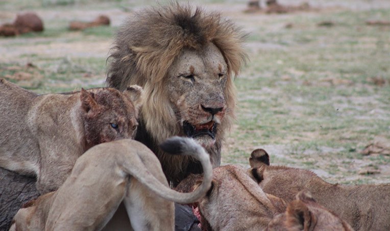 Wildlife photography on safari