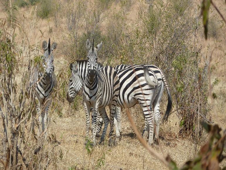 Traditional mokoro in the Okavango Delta